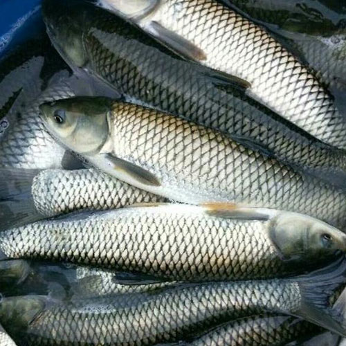 水庫草魚(yú)配送