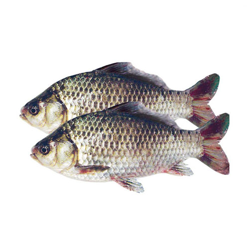 鯽魚(yú) 配送