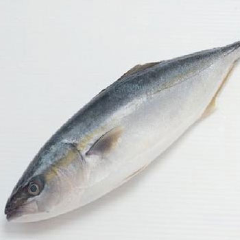金池魚(yú)配送